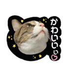 My sister's cat -Tamu-（個別スタンプ：10）