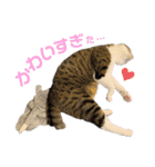 My sister's cat -Tamu-（個別スタンプ：11）