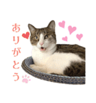 My sister's cat -Tamu-（個別スタンプ：12）