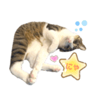 My sister's cat -Tamu-（個別スタンプ：13）