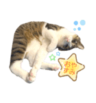 My sister's cat -Tamu-（個別スタンプ：14）