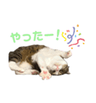 My sister's cat -Tamu-（個別スタンプ：16）
