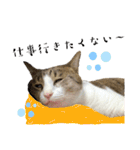 My sister's cat -Tamu-（個別スタンプ：17）