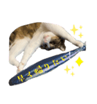 My sister's cat -Tamu-（個別スタンプ：18）