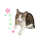 My sister's cat -Tamu-（個別スタンプ：19）