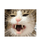 My sister's cat -Tamu-（個別スタンプ：22）