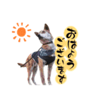 ボーダーコリー波ちゃん（個別スタンプ：1）