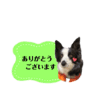 ボーダーコリー波ちゃん（個別スタンプ：3）