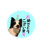 ボーダーコリー波ちゃん（個別スタンプ：5）
