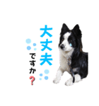 ボーダーコリー波ちゃん（個別スタンプ：8）