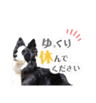 ボーダーコリー波ちゃん（個別スタンプ：9）