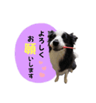 ボーダーコリー波ちゃん（個別スタンプ：11）