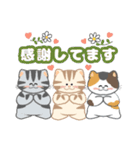 毎日「ねこねこねこ」（個別スタンプ：35）