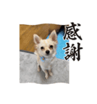 クウちゃん毎日スタンプ2（個別スタンプ：4）