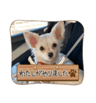 クウちゃん毎日スタンプ2（個別スタンプ：8）