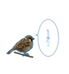 野鳥の吹き出しスタンプ（個別スタンプ：5）