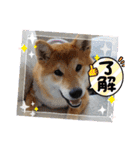 半コム日誌(我が家の柴犬たち)（個別スタンプ：1）