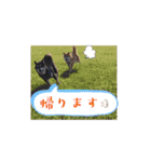 半コム日誌(我が家の柴犬たち)（個別スタンプ：11）