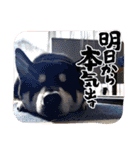 半コム日誌(我が家の柴犬たち)（個別スタンプ：19）