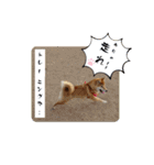 半コム日誌(我が家の柴犬たち)（個別スタンプ：23）