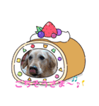 ゴールデンfamilyと仲間たち（個別スタンプ：3）
