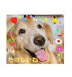 ゴールデンfamilyと仲間たち（個別スタンプ：8）
