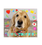 ゴールデンfamilyと仲間たち（個別スタンプ：10）