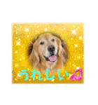 ゴールデンfamilyと仲間たち（個別スタンプ：12）