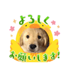 ゴールデンfamilyと仲間たち（個別スタンプ：15）