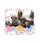 ゴールデンfamilyと仲間たち（個別スタンプ：21）