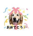 ゴールデンfamilyと仲間たち（個別スタンプ：27）