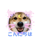 ゴールデンfamilyと仲間たち（個別スタンプ：31）