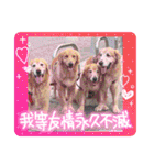 ゴールデンfamilyと仲間たち（個別スタンプ：39）