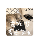 猫のチェブラーシカ  4（個別スタンプ：16）