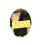 なりんちの黒猫とポメラニアンのカイくん（個別スタンプ：1）