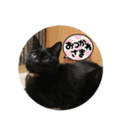 なりんちの黒猫とポメラニアンのカイくん（個別スタンプ：2）