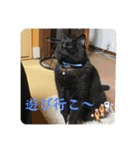 なりんちの黒猫とポメラニアンのカイくん（個別スタンプ：7）