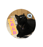 なりんちの黒猫とポメラニアンのカイくん（個別スタンプ：8）
