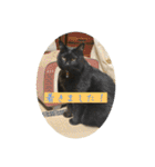 なりんちの黒猫とポメラニアンのカイくん（個別スタンプ：10）