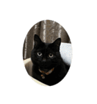 なりんちの黒猫とポメラニアンのカイくん（個別スタンプ：12）