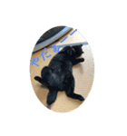 なりんちの黒猫とポメラニアンのカイくん（個別スタンプ：13）