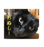 なりんちの黒猫とポメラニアンのカイくん（個別スタンプ：15）