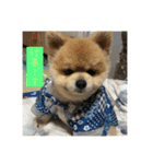 なりんちの黒猫とポメラニアンのカイくん（個別スタンプ：19）
