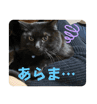 なりんちの黒猫とポメラニアンのカイくん（個別スタンプ：22）