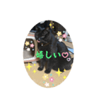 なりんちの黒猫とポメラニアンのカイくん（個別スタンプ：23）
