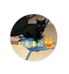 なりんちの黒猫とポメラニアンのカイくん（個別スタンプ：24）