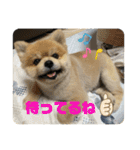 なりんちの黒猫とポメラニアンのカイくん（個別スタンプ：28）