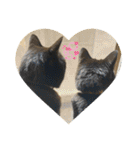 なりんちの黒猫とポメラニアンのカイくん（個別スタンプ：30）