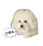 ビションフリーゼのめんまとおともだち2（個別スタンプ：2）