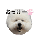 ビションフリーゼのめんまとおともだち2（個別スタンプ：4）